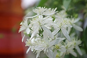 Aromatic white flower all over the frame