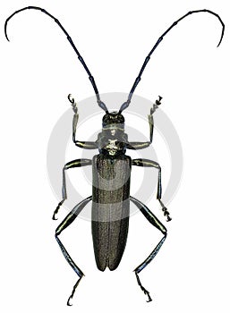 Aromia moschata beetle specimen