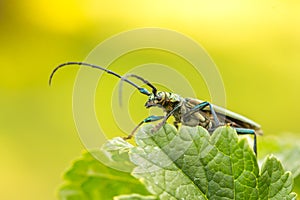 Aromia moschata longhorn beetle posing on green leaves, big musk beetle with long antennae and beautiful greenish