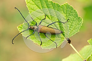 Aromia moschata longhorn beetle posing on green leaves, big musk beetle with long antennae and beautiful greenish