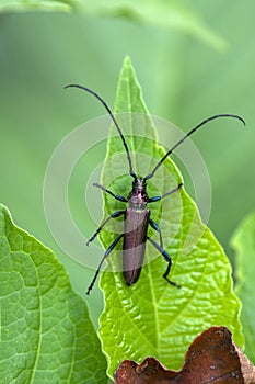 Aromia moschata longhorn beetle posing on green leaves, big musk beetle with long antennae and beautiful greenish metallic body