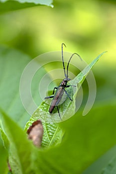 Aromia moschata longhorn beetle posing on green leaves, big musk beetle with long antennae and beautiful greenish metallic body