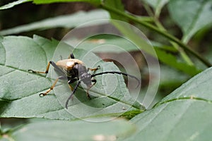 Aromia Muschata on a leaf