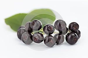 Aronia