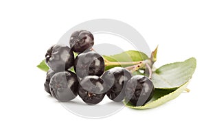 Aronia berries