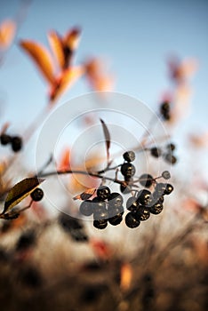 Aronia berries