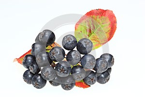 Aronia berries