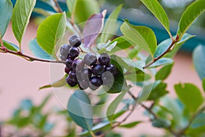 Aronia berries Aronia melanocarpa, Black Chokeberry