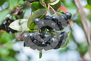 Aronia berries Aronia melanocarpa, Black Chokeberry growing in the garden.