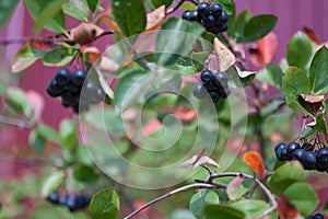 Aronia berries Aronia melanocarpa, Black Chokeberry growing in the garden