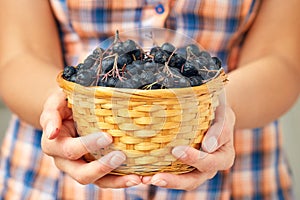 Aronia berries black chokeberry