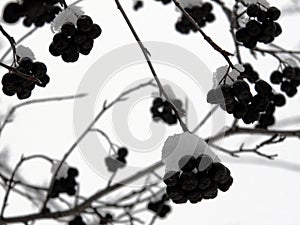 Aronia berries covered with snow