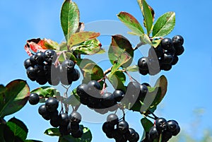 Aronia-black chokeberry photo