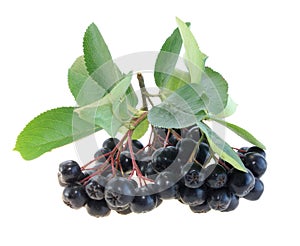Aronia Black Chokeberry