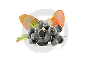 Aronia - Black Chokeberry. photo