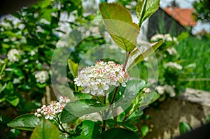 Aronia blossom