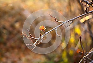Aronia branchat autumn.