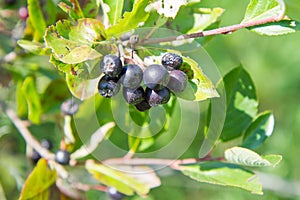 Aronia chokeberries