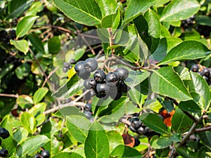 Aronia (chokeberries) berries growing and maturing in clusters on a shrub branches among wooden fence in summer