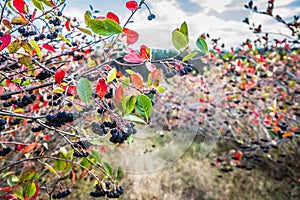 Aronia chokeberries