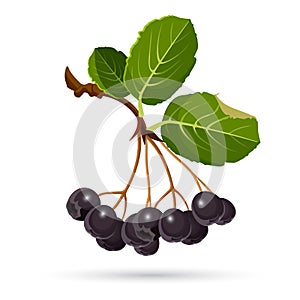 Aronia chokeberries on white. Branch of berries with leaves