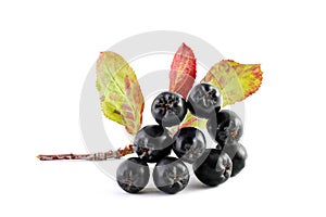 Aronia. Chokeberry.