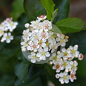 Aronia flower