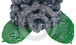 Aronia Fruit Cutout