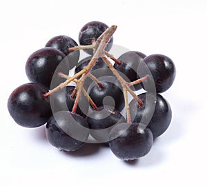 Aronia fruit on white background photo