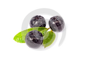 Aronia isolated on white background