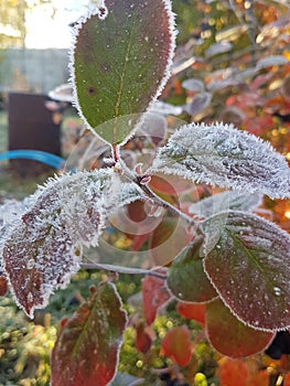 Aronia leaves in frost