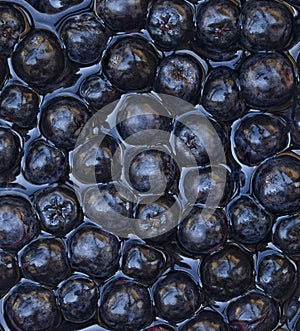 Aronia Melanocarpa Background