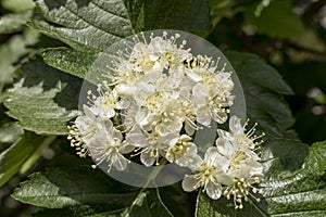 Aronia melanocarpa black chokeberry. Closeup of the branch with glossy dark green leaves and white little flowers