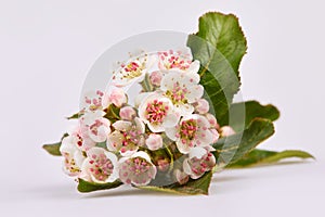 Aronia melanocarpa or black chokeberry white flowers on a branch isolated