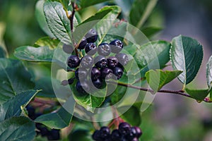 Aronia melanocarpa, called the black chokeberry bush