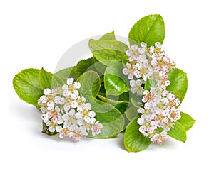 Aronia melanocarpa, called the black chokeberry. Flowers isolate