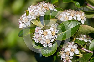 Aronia melanocarpa or Chokeberry flower. Closeup, macro