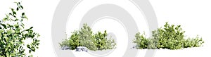 Aronia Melanocarpa shrub isolated on white background. 3D render. photo
