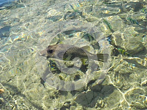 Arothron hispidus fish.