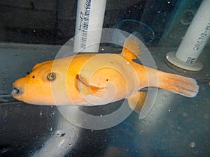 Golden Pufferfish photo