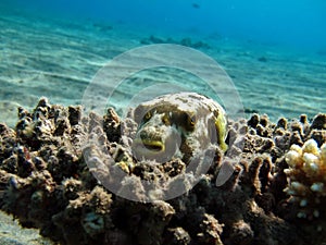 Arotnron fish. Fishes - a type of bone fish of the Osteytnes Pufferfish . photo