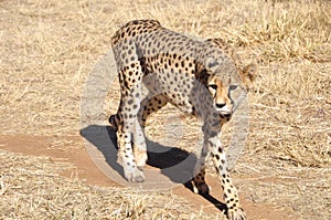 Around 300 cheetahs are left in Namibian Kalahari