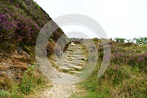 Around the city of Scarborough in the UK,heathers