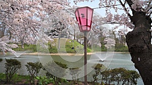 Around Joetsu castle during cherry blossom