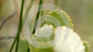 Among around macro vegetation polar leaf summer