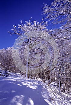 Around the Schlucht pass in the Vosges mountains in Alsace in France in winter