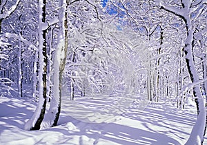 Around the Schlucht pass in the Vosges mountains in France in winter