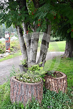 Around the village of Hoonah,at Icy Strait Point in Alaska photo