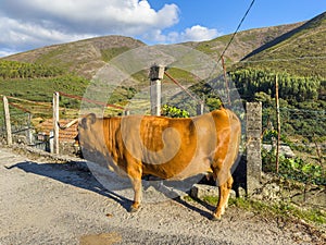 Arouquesa cow on a path in Regoufe rural village, lost in the middle of Serra da Arada, in Arouca, typical village in Aveiro,