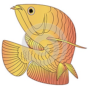 Arowana illustration